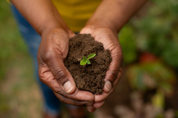 Hands holding soil with seedling